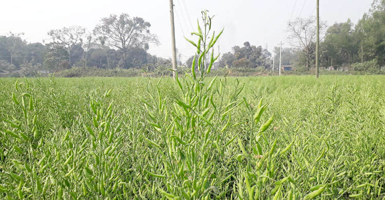 দিনাজপুরে সোয়া কোটি লিটার ভোজ্যতেল উৎপাদনের আশা