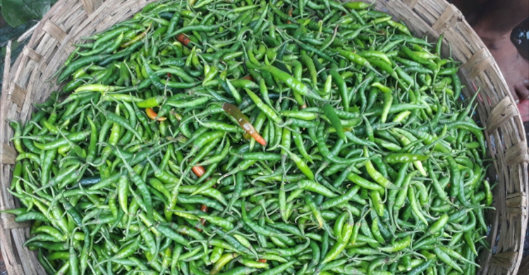 হিলিতে কাঁচা মরিচের দাম কেজিতে বেড়েছে ২০ টাকা