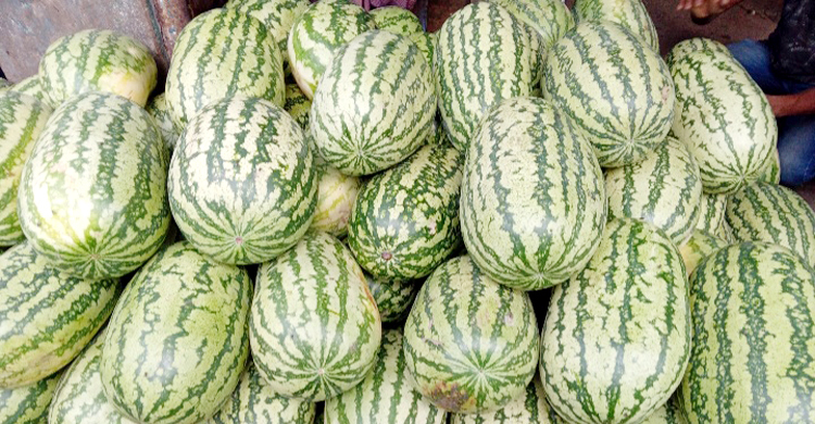 ময়মনসিংহে ৮ কেজির তরমুজ ৫০০ টাকা