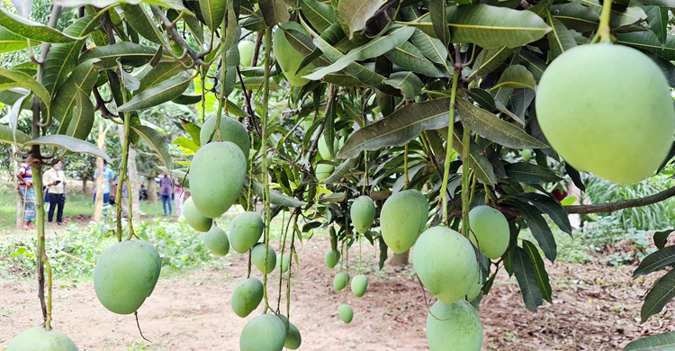 নাটোরে আম সংগ্রহ শুরু