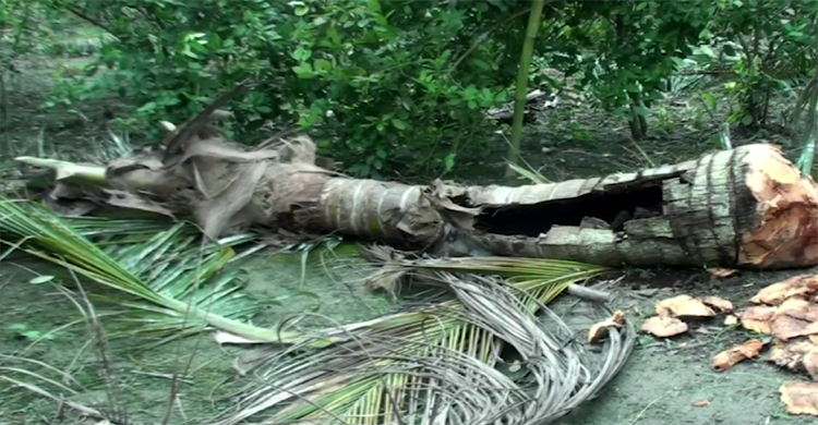 ফল না ধরায় ক্ষোভে কেটে সাফ করলেন নারিকেল বাগান