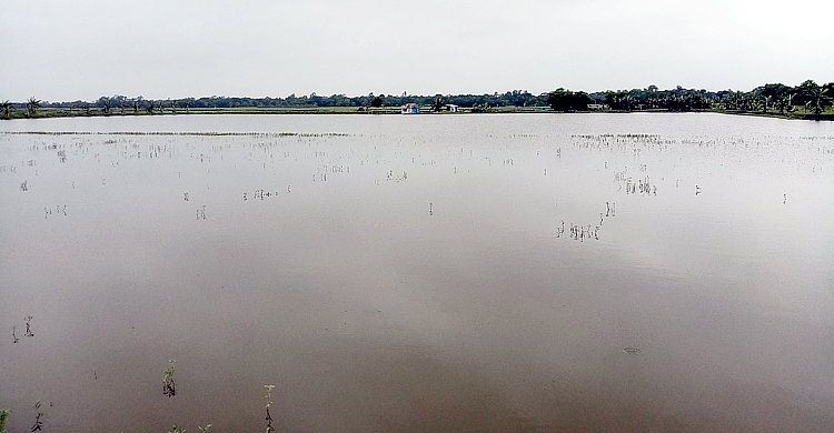 অপরিকল্পিত মাছের ঘেরে প্রায় ৩ হাজার হেক্টর জমির আবাদ বন্ধ