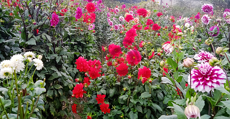 বন্দরে বেড়েছে ফুল চাষ