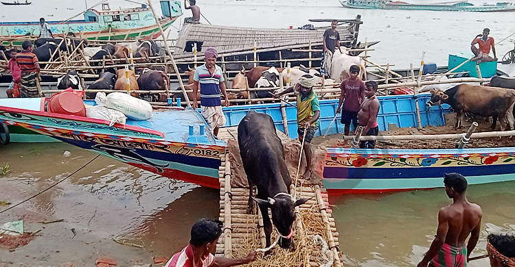 নারায়ণগঞ্জের পশুহাটে আসছে গরু, বাড়ছে ক্রেতা