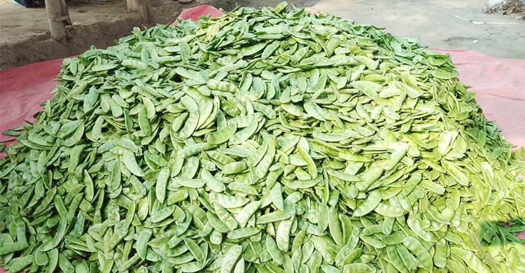 নওগাঁয় শিমের কেজি ৮ টাকা