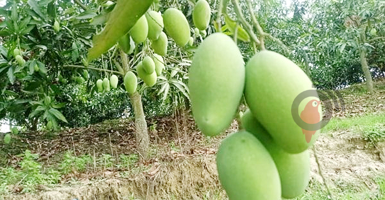 কদর বাড়ছে নওগাঁর আমের