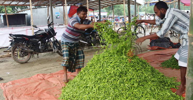 নওগাঁয় কাঁচামরিচের কেজি ৫০ টাকা