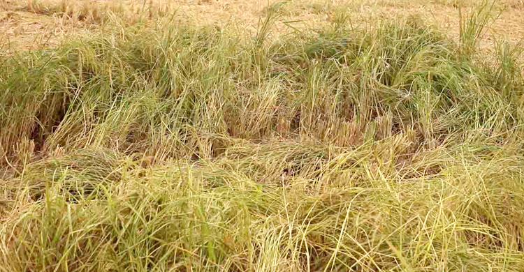 আত্রাইয়ে সেচের অভাবে আড়াইশ বিঘা বোরো ধান নষ্ট
