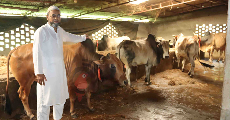 নওগাঁয় গবাদিপশুর দাম নিয়ে শঙ্কায় খামারিরা