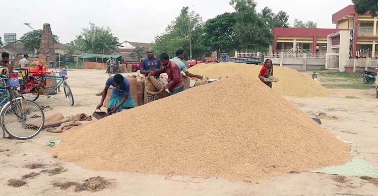 সরকারিভাবে এক কেজি ধানও সংগ্রহ হয়নি নওগাঁর ৪ উপজেলায়