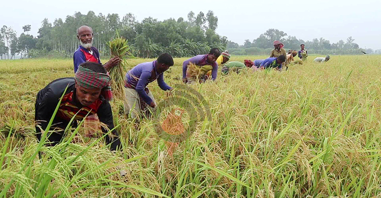 নওগাঁয় আউশ ধানের মণ ৮০০ টাকা, হতাশ চাষিরা