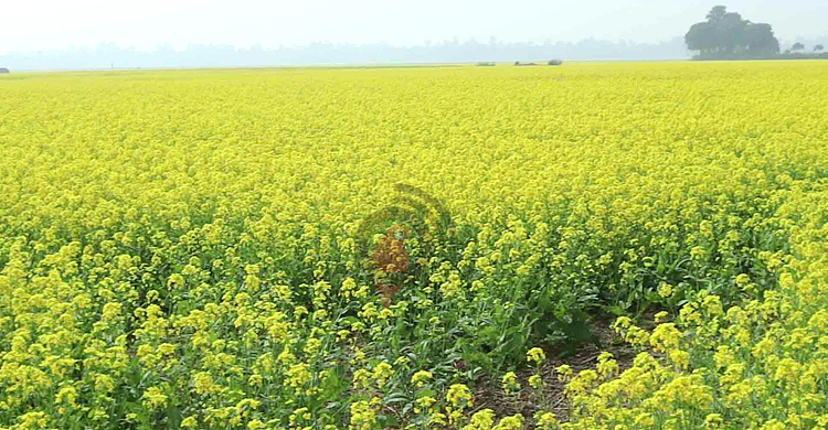 নওগাঁয় ১৩ হাজার হেক্টর জমিতে বেড়েছে সরিষা আবাদ