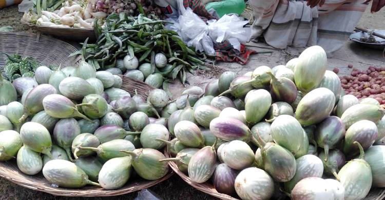 নওগাঁয় বেগুনের কেজি ৫ টাকা