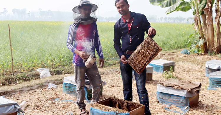 নওগাঁয় সরিষা ফুল থেকে কোটি টাকার মধু সংগ্রহ