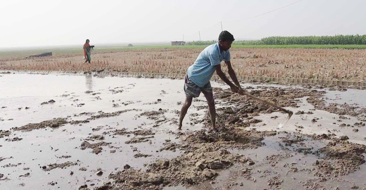 লোকসানের বোঝা নিয়েই নওগাঁয় চলছে ইরি-বোরো আবাদ