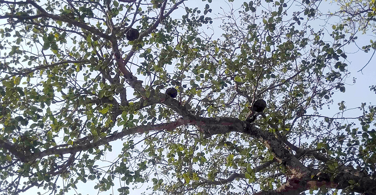 ভেস্তে গেছে পাখির ‘অভয়াশ্রম’ গড়ার উদ্যোগ