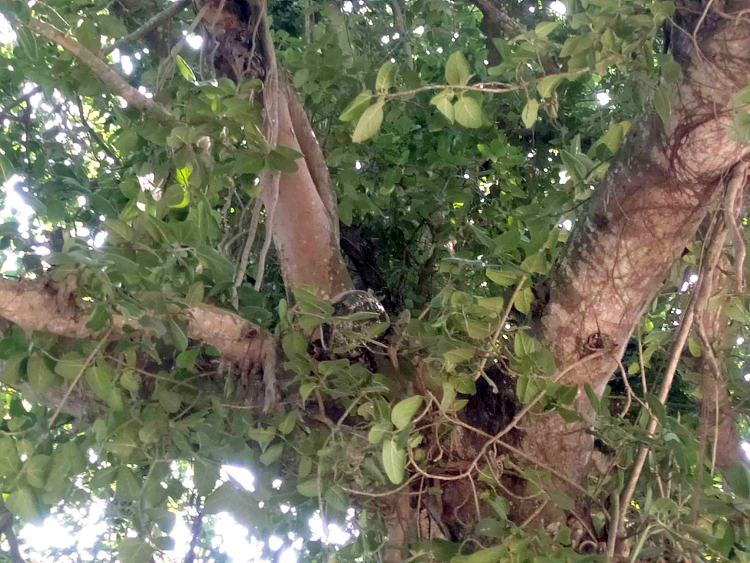 ভেস্তে গেছে পাখির ‘অভয়াশ্রম’ গড়ার উদ্যোগ