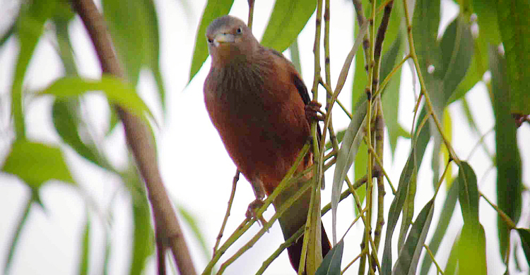বিলুপ্তির পথে কাঠ শালিক