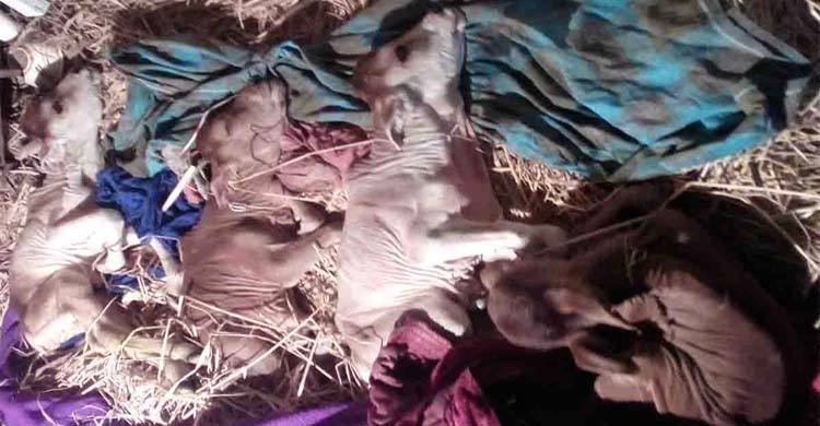 একসঙ্গে চার বাচ্চা জন্ম দিল গাভি