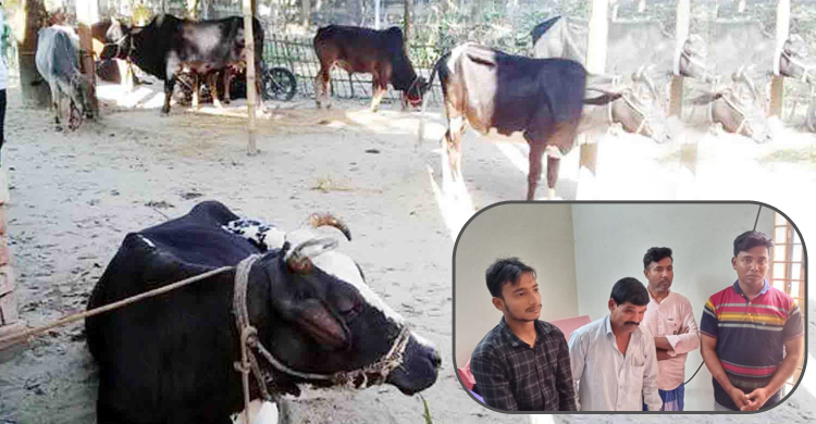 বিক্রি করতে গিয়ে ধরা চোর, বেরিয়ে এলো ২০ চোরাই গরু
