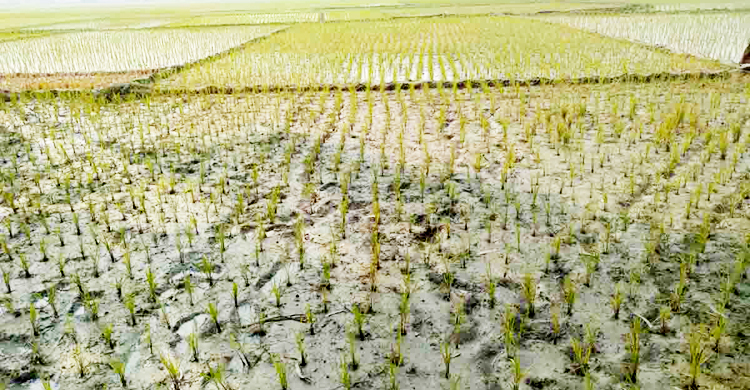 চাহিদামতো সেচ চার্জ না পাওয়ায় জমিতে দেয়া হচ্ছে না পানি