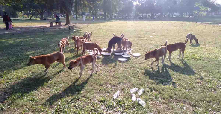 পাহাড়পুর বৌদ্ধবিহারে কুকুর আতঙ্ক