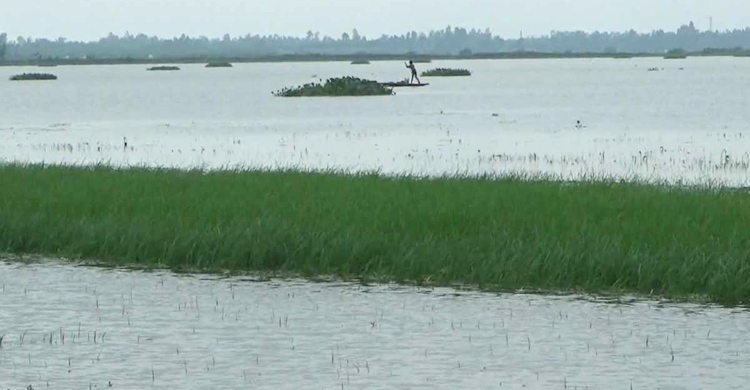 নওগাঁয় তৃতীয় দফায় বন্যা, পানির নিচে ৩ হাজার হেক্টর জমির ফসল