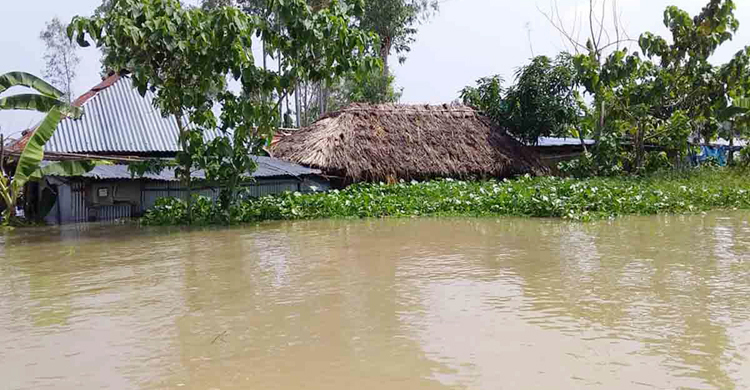 নওগাঁয় ৫০ হাজার মানুষ পানিবন্দি, টিনের চাল পর্যন্ত উঠেছে পানি