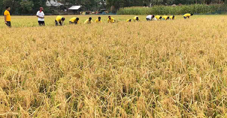 নওগাঁয় কৃষকের ধান কেটে দিলেন যুবলীগ নেতারা