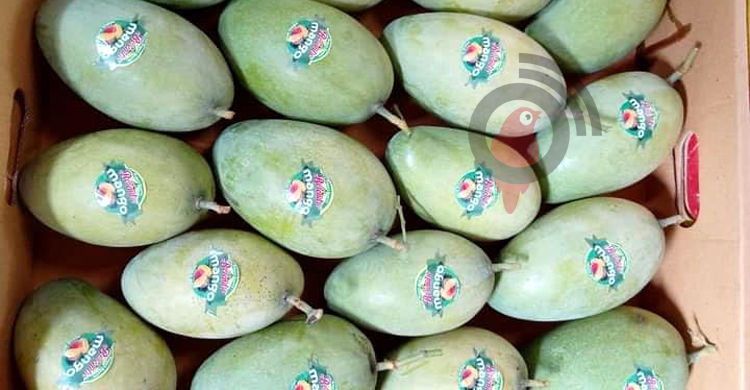 ৮ দেশে যাবে নওগাঁর আম, প্রথম চালান যাচ্ছে ইংল্যান্ডে