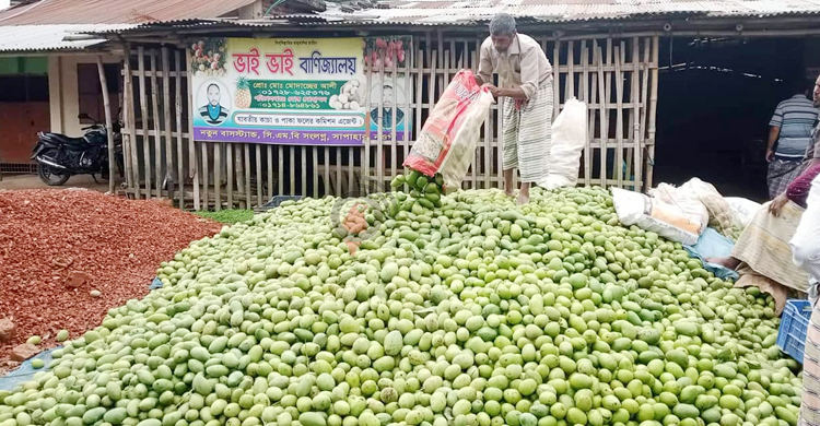 নওগাঁয় ঝরে পড়া আম বিক্রি হচ্ছে ২ টাকায়