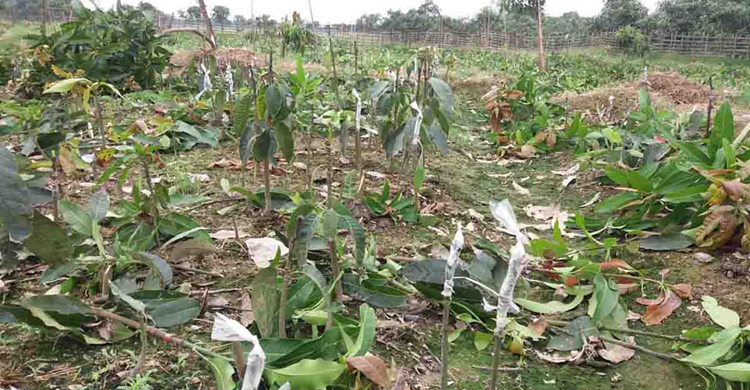 Naogaon-Mango-Tree-Cut