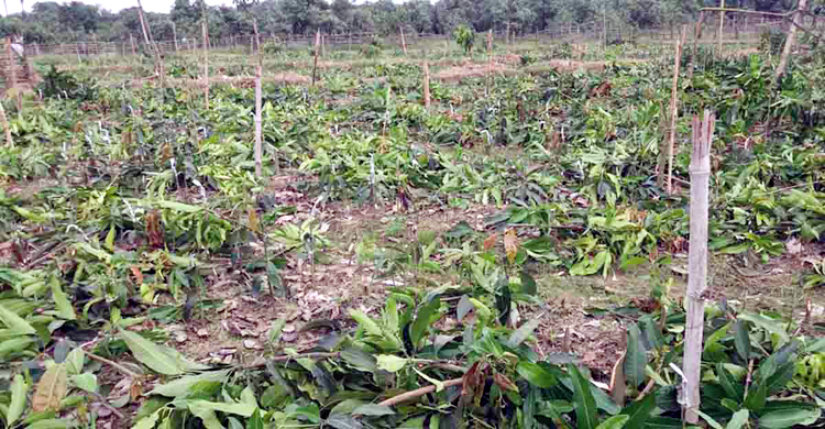 রাতের আঁধারে ১৫ হাজার আম্রপালির চারা কেটে দিলো দুর্বৃত্তরা