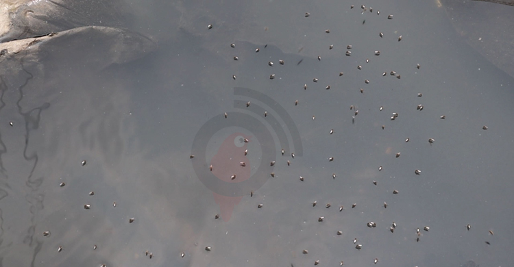 মশার উপদ্রবে অতিষ্ঠ নওগাঁ পৌরবাসী