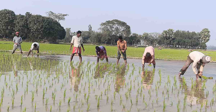 নওগাঁয় ২ লাখ হেক্টর জমিতে আমনের চাষ