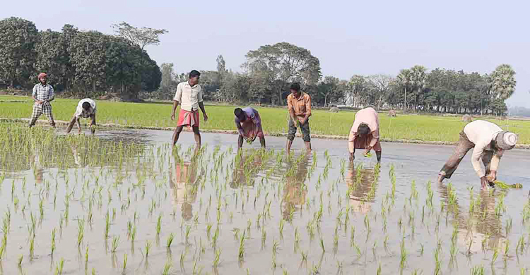 সরকার সারের দাম কমালেও লাভ হয়নি কৃষকের