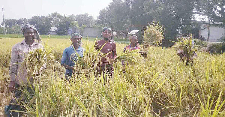 বিনা-১৭ ধানচাষে নওগাঁয় কৃষকের মুখে হাসি