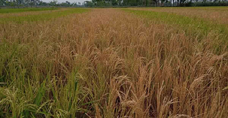 কৃষকের পাকা ধান পুড়িয়ে দিল দুর্বৃত্তরা