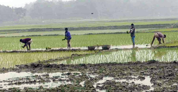 তীব্র শীতে নওগাঁয় বোরো রোপণে বিঘ্ন