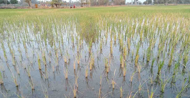 কীটনাশক দিয়ে ধানের চারা পুড়িয়ে দিল দুর্বৃত্তরা