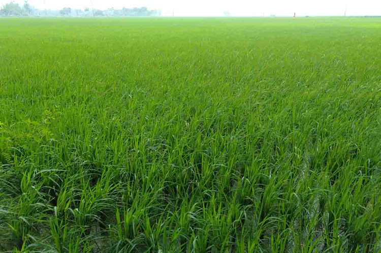 Naogaon-Paddy-1