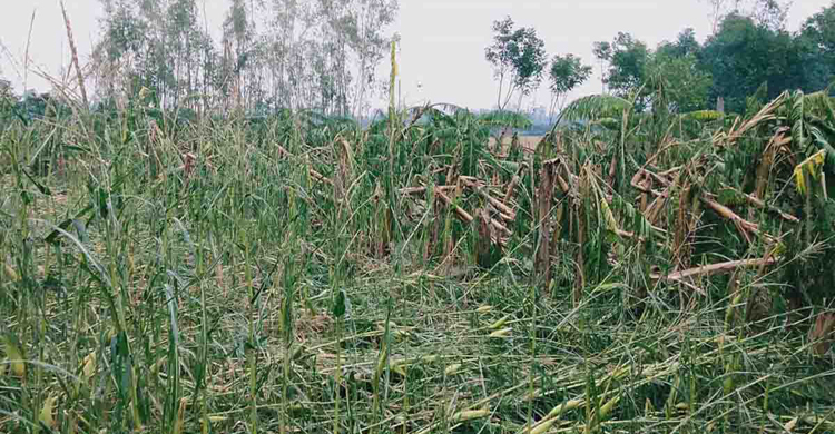 নওগাঁয় ঝড়ে ফসলের ব্যাপক ক্ষতি