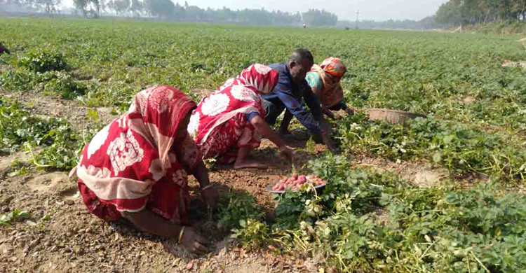 আগাম আলুতে দাম পেয়ে খুশি চাষিরা