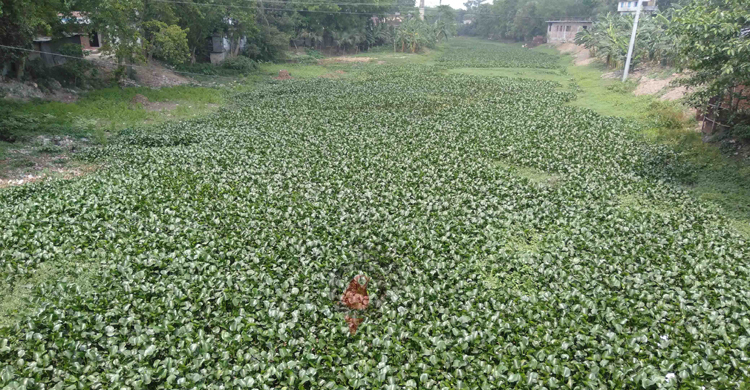 যৌবন হারিয়ে এখন মৃত খাল নওগাঁর তুলসীগঙ্গা নদী