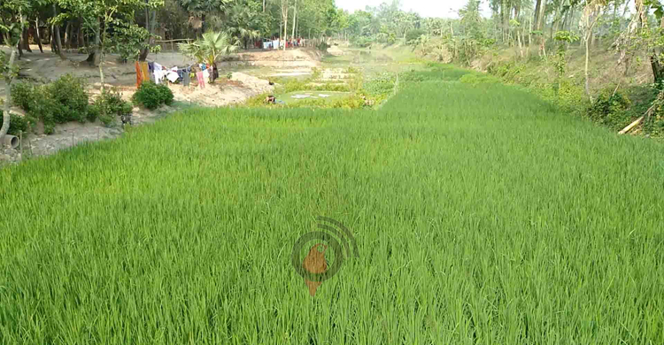 যৌবন হারিয়ে এখন মৃত খাল নওগাঁর তুলসীগঙ্গা নদী