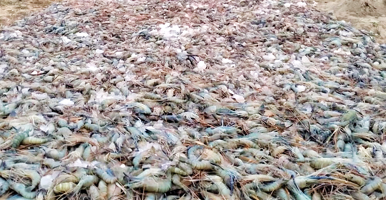 বিষাক্ত জেলি পুশ করা ৩ হাজার কেজি চিংড়ি জব্দ