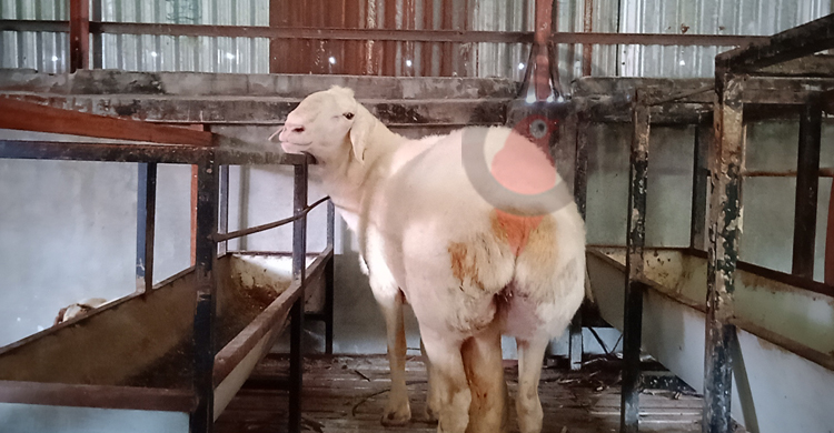 ৬৭টি দুম্বার ৬৫টিই বিক্রি, খামারে সফল নারায়ণগঞ্জের বিল্লাল