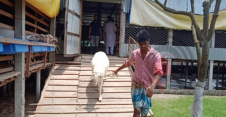 ৬৭টি দুম্বার ৬৫টিই বিক্রি, খামারে সফল নারায়ণগঞ্জের বিল্লাল