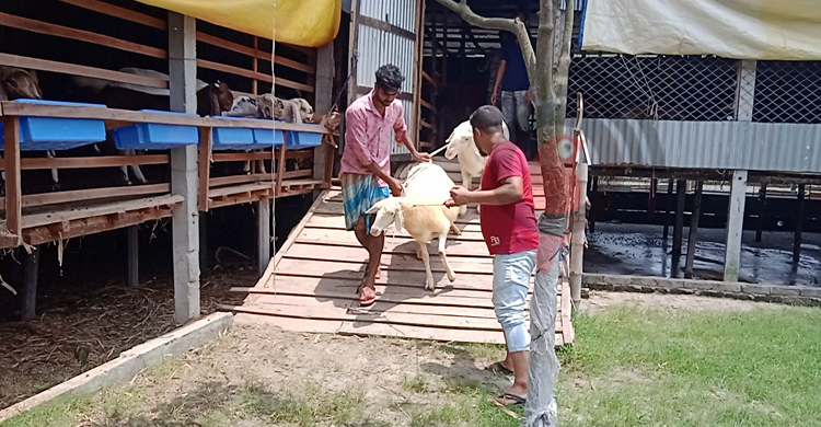 ৬৭টি দুম্বার ৬৫টিই বিক্রি, খামারে সফল নারায়ণগঞ্জের বিল্লাল