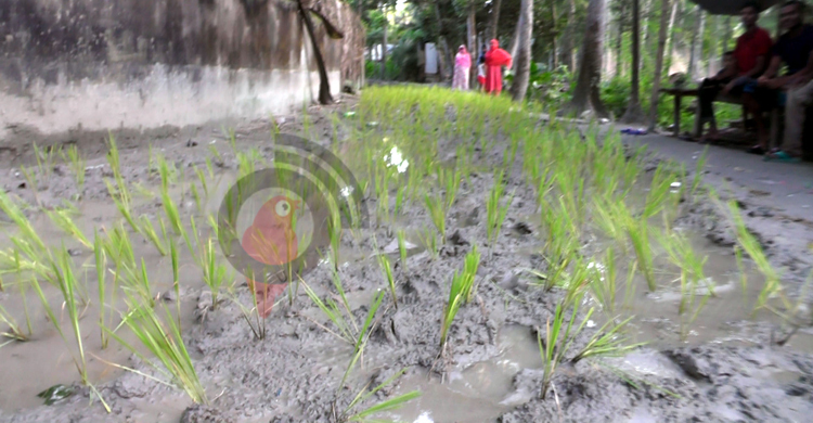 ৪০ বছরেও হয়নি রাস্তার সংস্কার, ধান রোপণ করে প্রতিবাদ